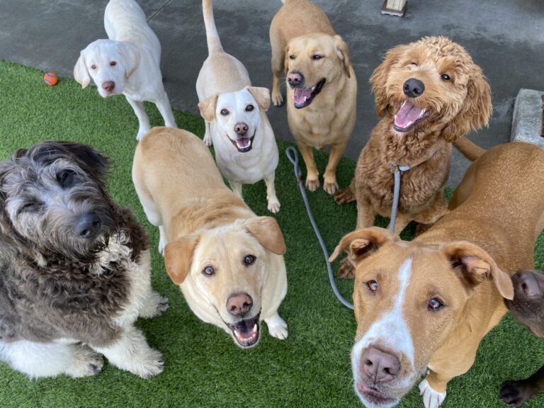 Tail-Wagging Haven: Explore the Best Dog Kennels in Sydney