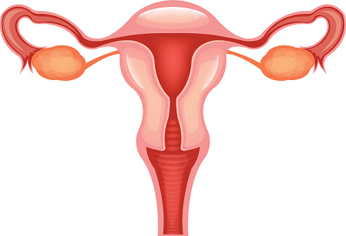 Female reproductive system. Vector flat illustration